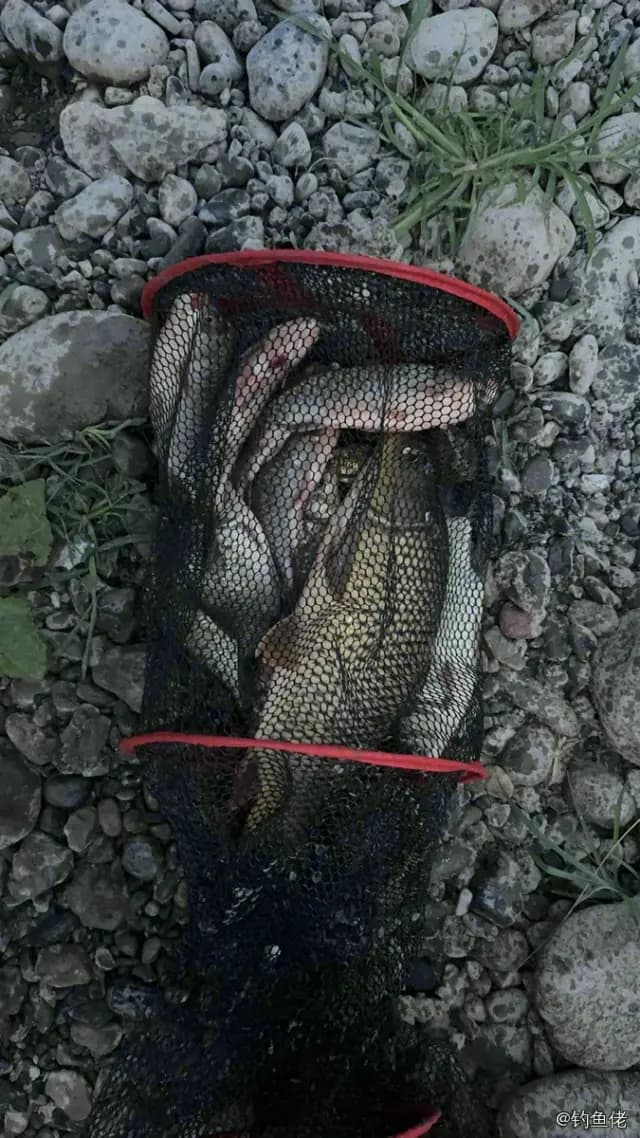 鲤鱼钓获 1.5kg