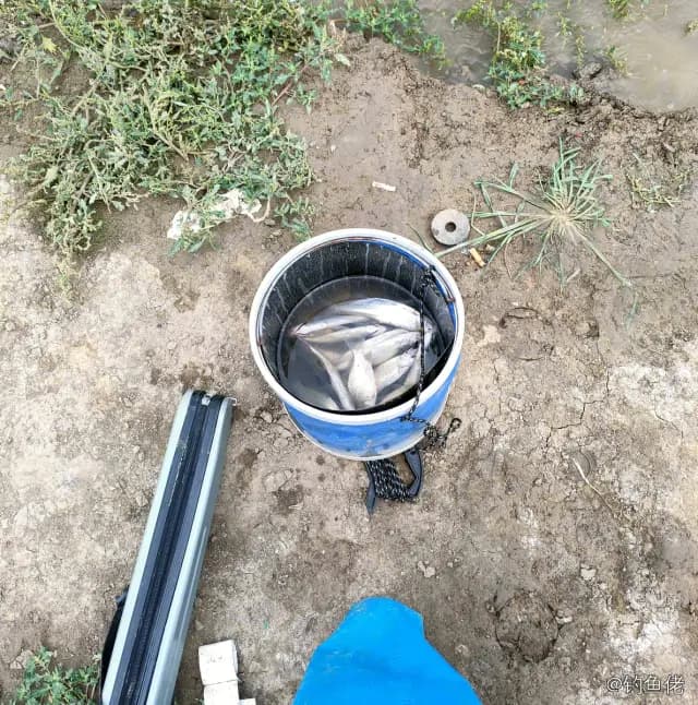 银鲳钓获 0.3kg