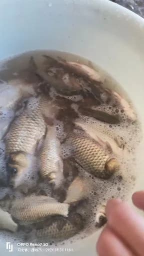 鲫鱼钓获 0.45kg