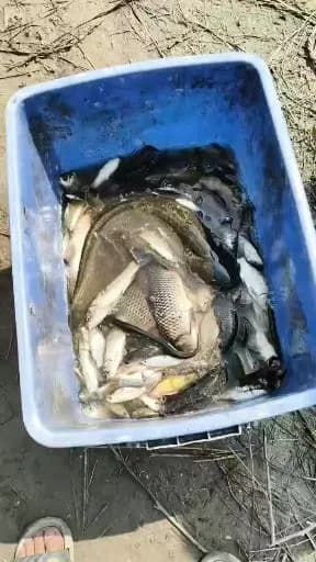 鲤鱼钓获 12kg