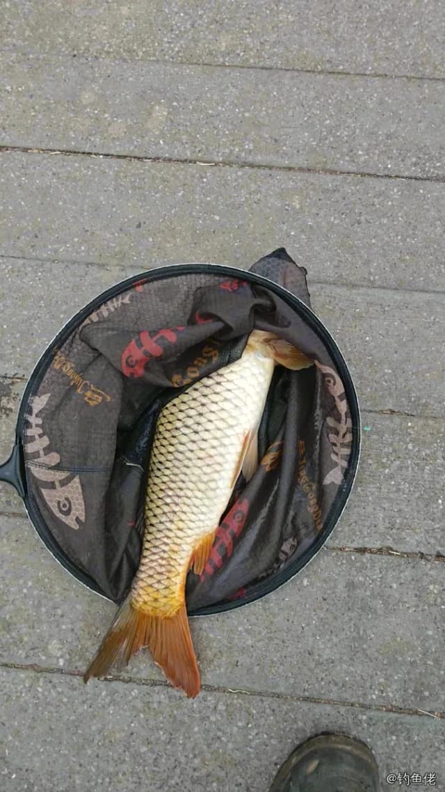 鲤鱼钓获 2kg