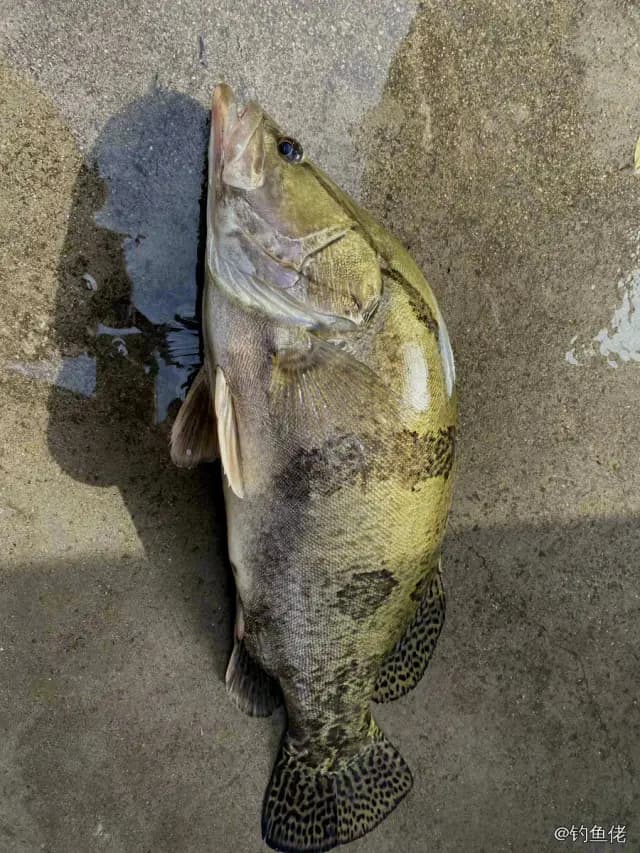 鳜鱼钓获 1kg