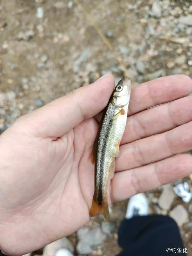 尖头大吻鱥钓获 0.1kg