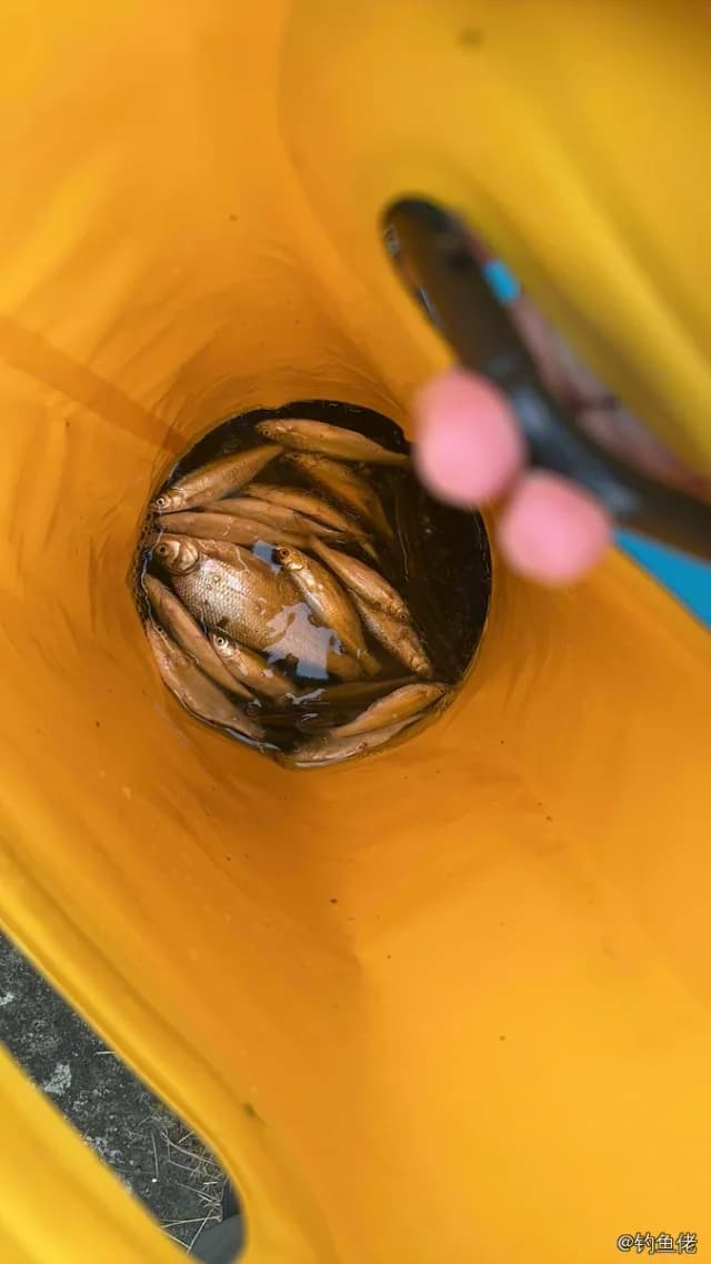 红鳍鲌钓获 0.05kg