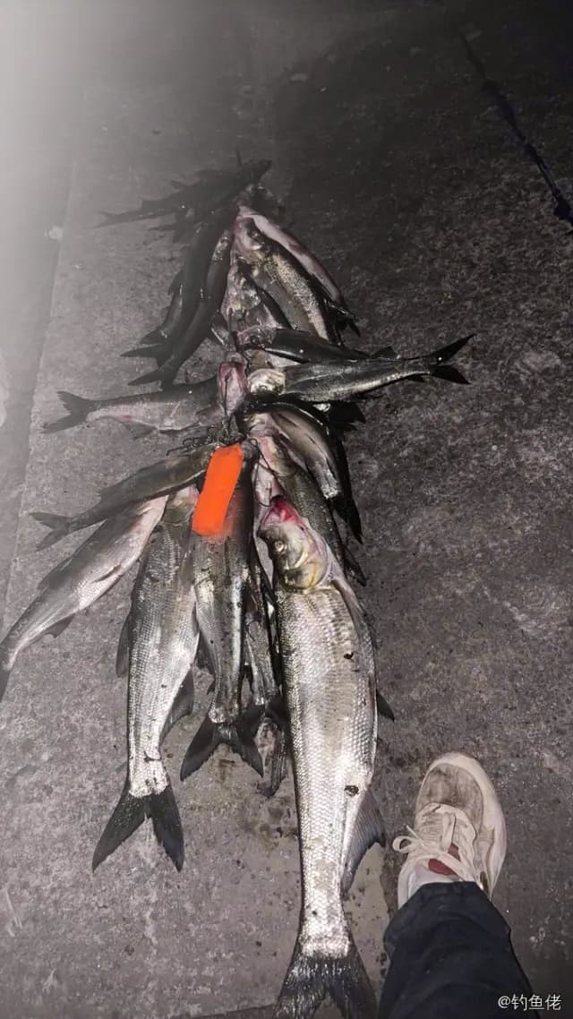 翘嘴鲌钓获 3.7kg