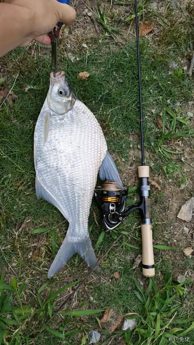 鳊鱼钓获 0.9kg