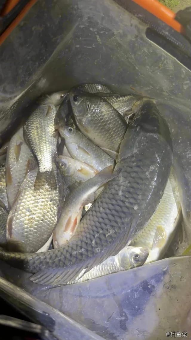 鲤鱼钓获 3kg