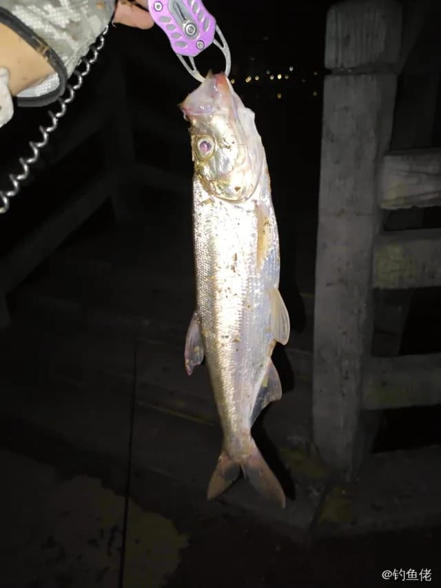 翘嘴鲌钓获 0.8kg
