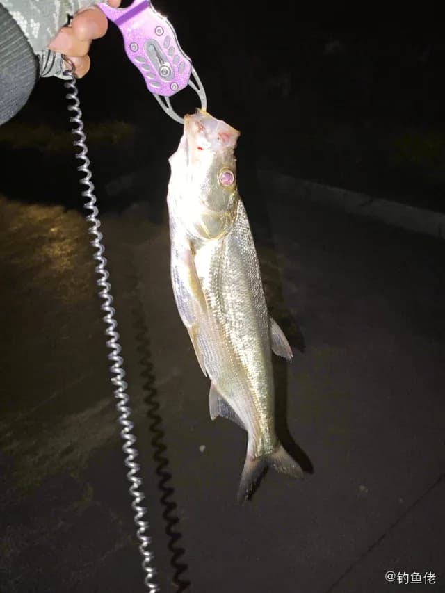 翘嘴鲌钓获 0.85kg