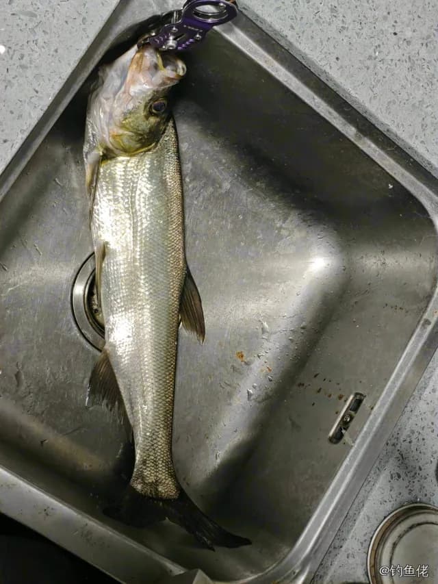 翘嘴鲌钓获 1.5kg
