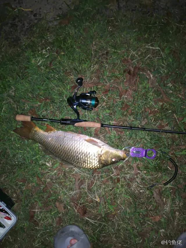 鲤鱼钓获 1.8kg