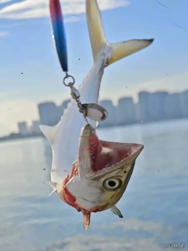 蓝点马鲛钓获 0.3kg