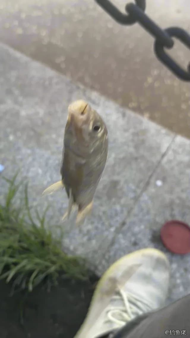 鲫鱼钓获 1.3kg
