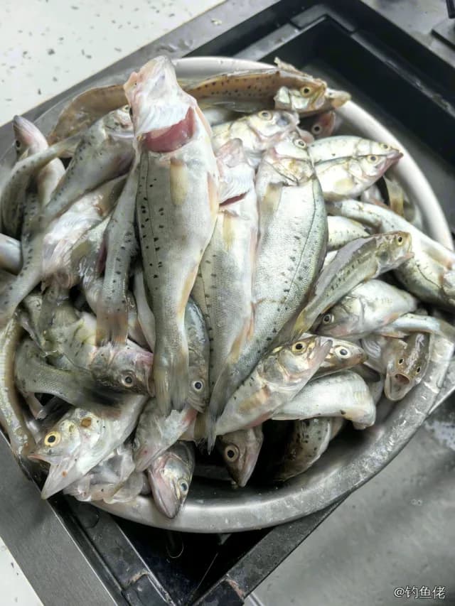 中国花鲈钓获 1kg