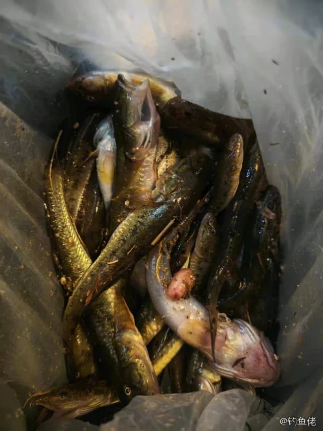 矛尾虾虎鱼钓获 0.1kg
