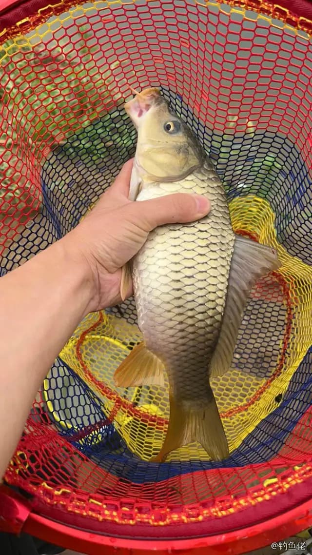 鲤鱼钓获 4kg