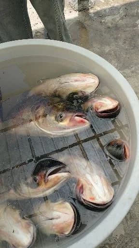 田中狮子鱼钓获 0.1kg