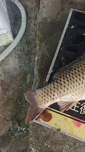 鲤鱼钓获 4kg
