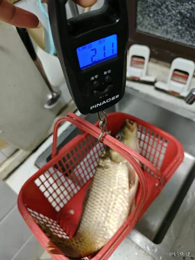 鲤鱼钓获 1kg