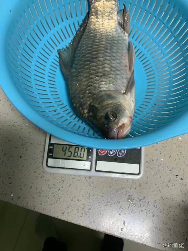 鲫鱼钓获 0.5kg