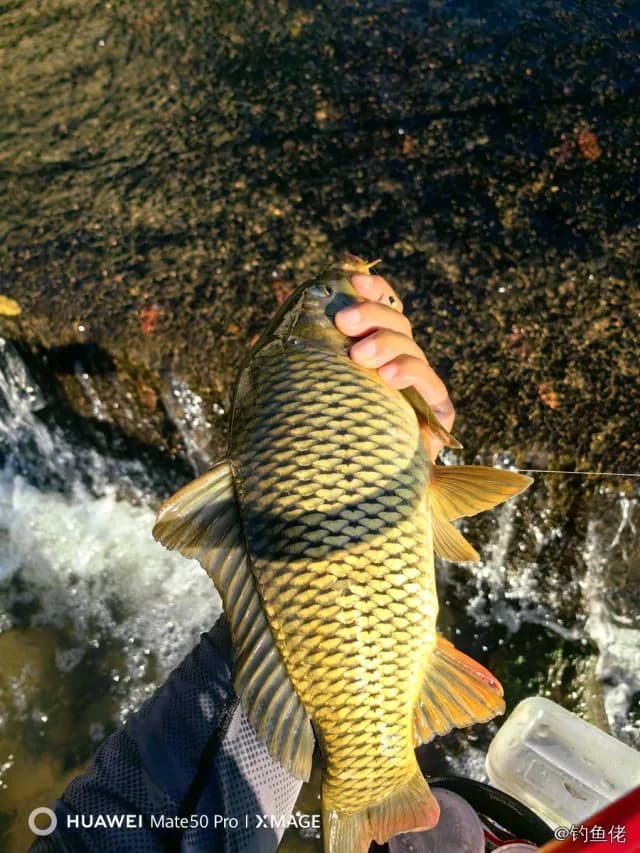 鲤鱼钓获 1kg