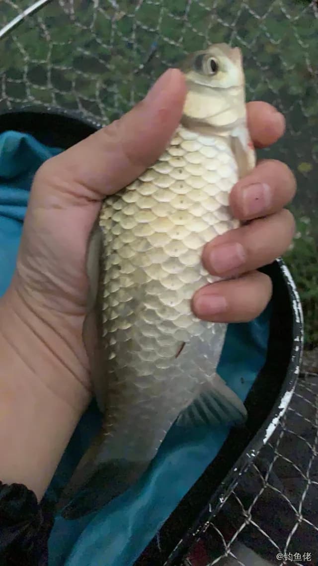 鲫鱼钓获 0.2kg