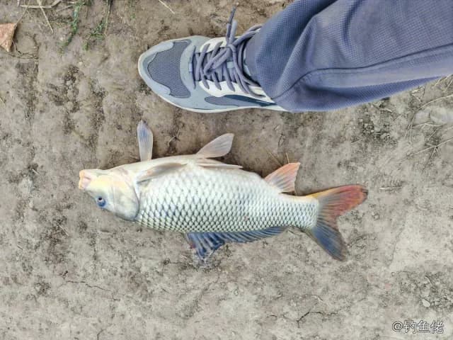 鲤鱼钓获 1.9kg