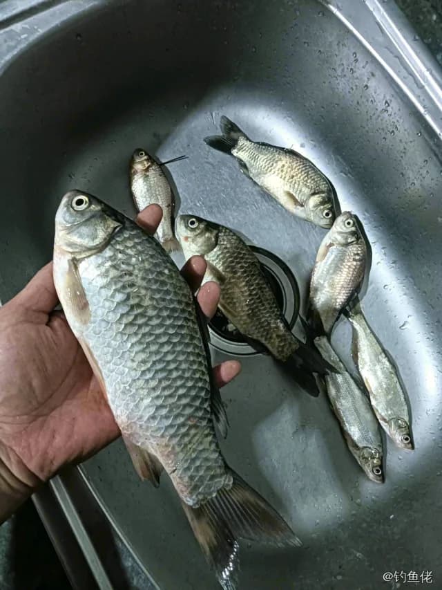 鲫鱼钓获 0.45kg