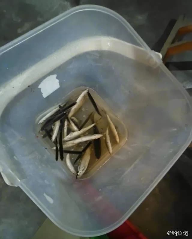 白条钓获 0.1kg