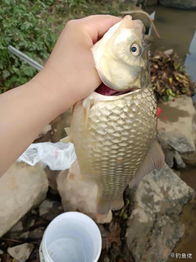 鲫鱼钓获 0.45kg