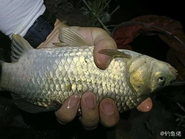 鲫鱼钓获 1.3kg