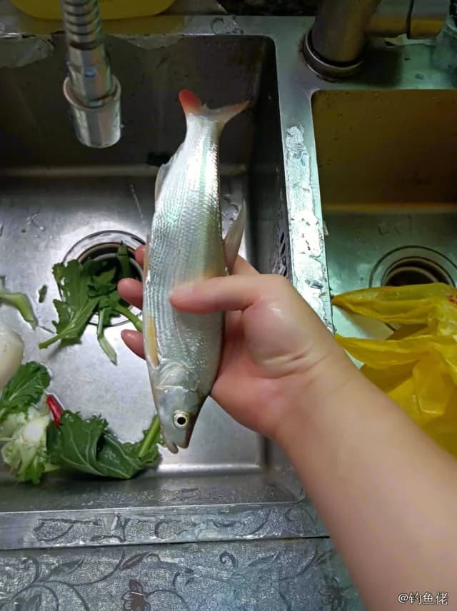 翘嘴鲌钓获 0.3kg