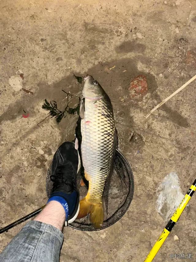 鲤鱼钓获 4.6kg