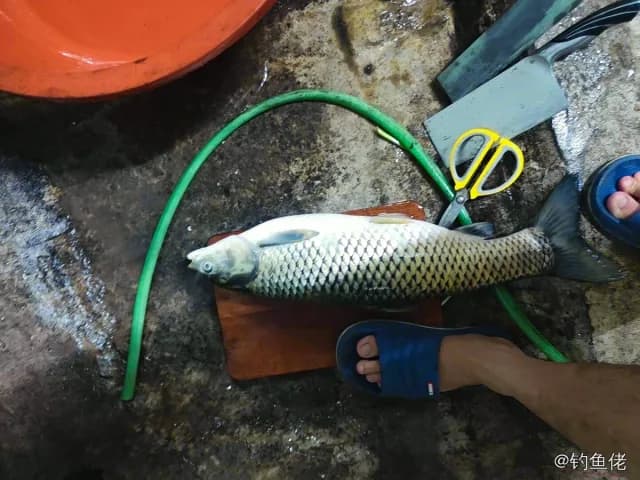 草鱼钓获 4.5kg