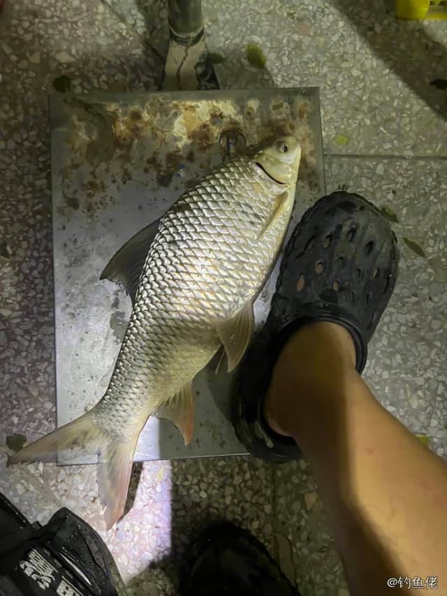 鲮鱼钓获 2.6kg