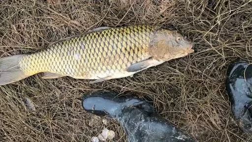 鲤鱼钓获 4kg