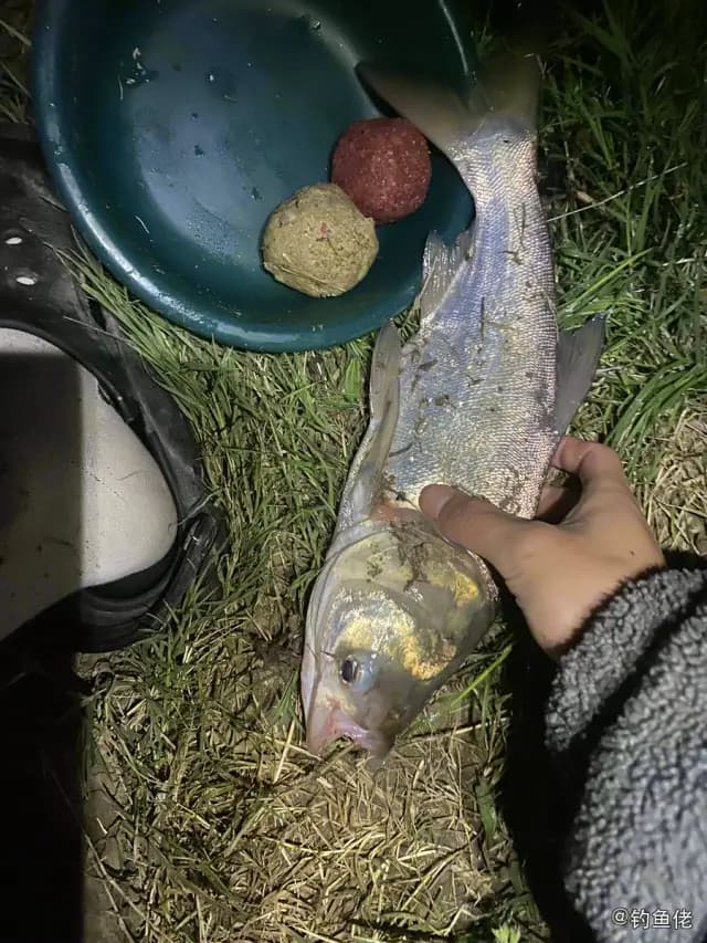 鲢鱼钓获 2.1kg