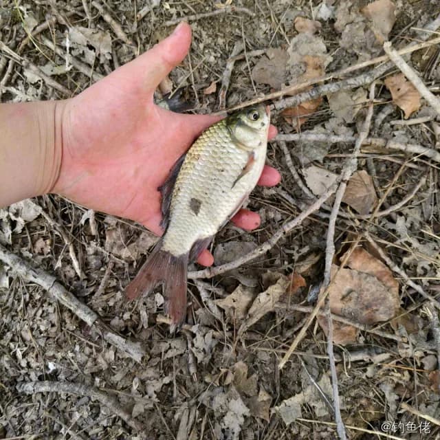 鲫鱼钓获 0.45kg