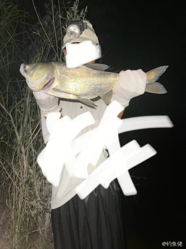 鳙鱼钓获 0.75kg