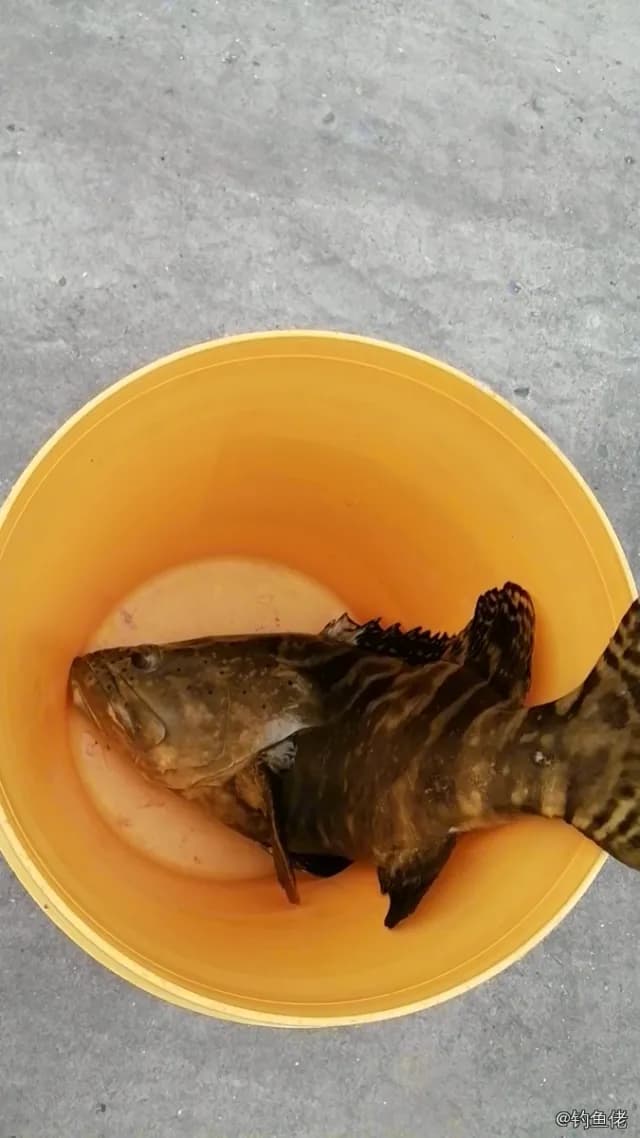 棕点石斑鱼钓获 1.1kg