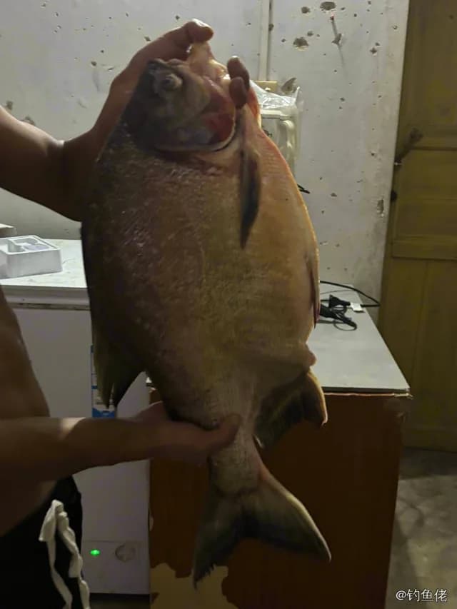 淡水红鲳钓获 2.5kg