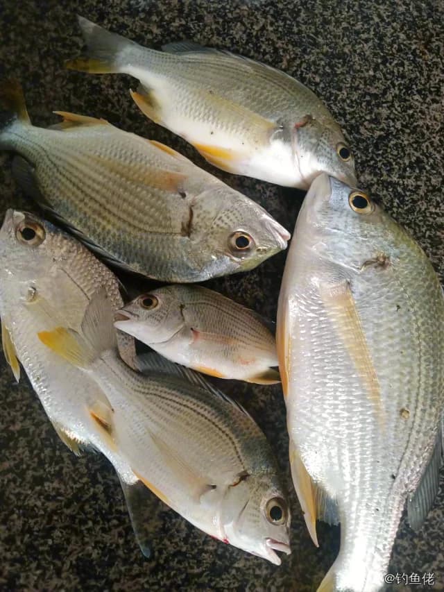 黄鳍棘鲷钓获 0.8kg