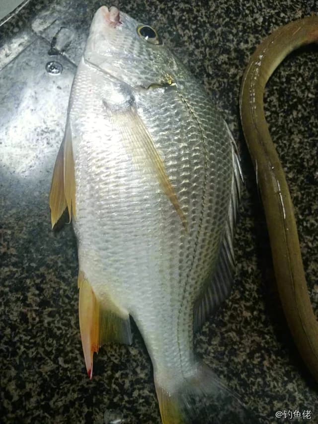 黄鳍棘鲷钓获 0.15kg