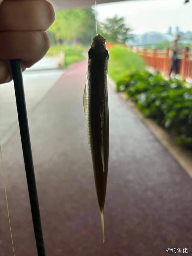 白条钓获 1kg