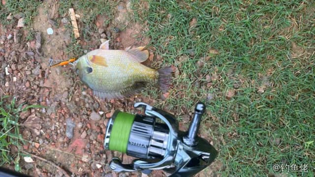 蓝鳃太阳鱼钓获 0.2kg