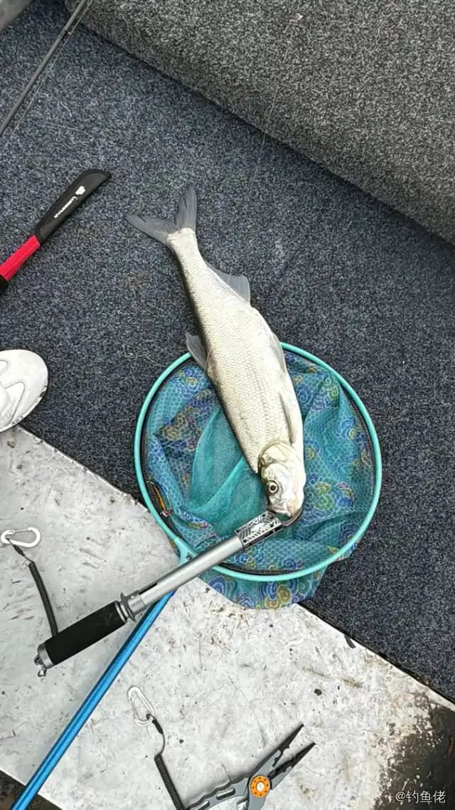 翘嘴鲌钓获 2.2kg