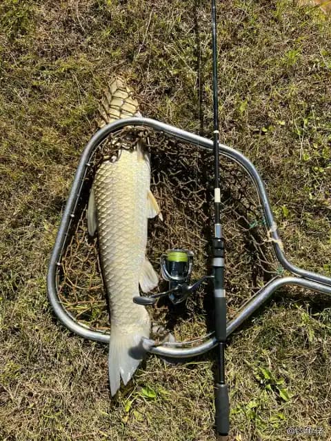 草鱼钓获 13.5kg