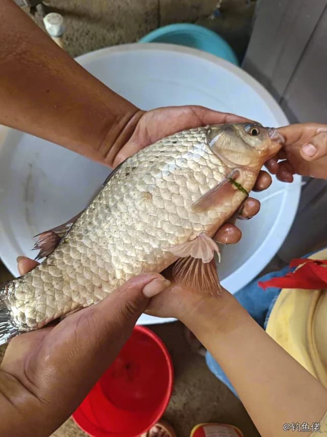 鲫鱼钓获 0.6kg