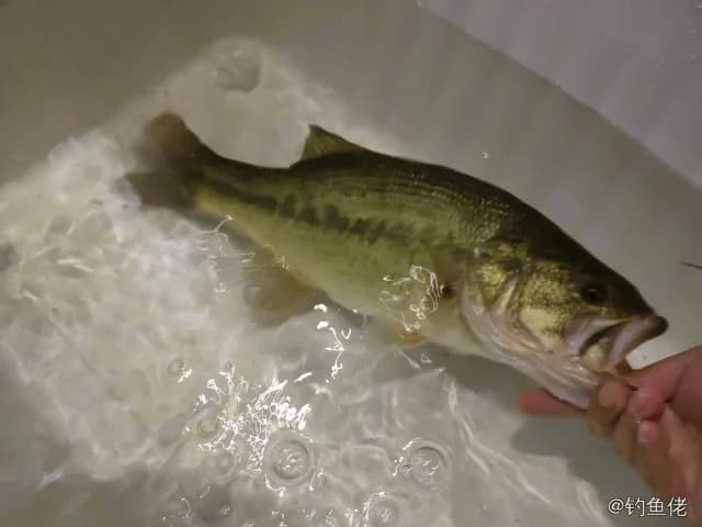 大口黑鲈钓获 1.3kg