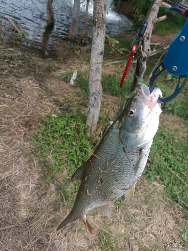 鳡鱼钓获 8kg